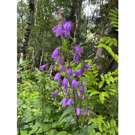 Campanula rapunculoides - Kányaharangvirág