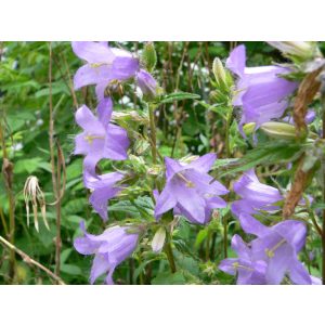 Campanula trachelium - Csalánlevelű harangvirág