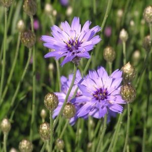 Catananche caerulea Major - Zörgővirág