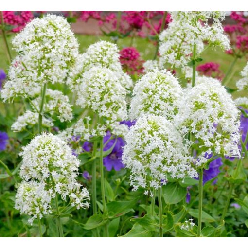 Centranthus ruber Albus - Ribizlivirág