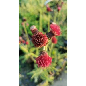 Cirsium rivulare Atropurpureum - Csermelyaszat