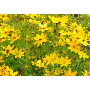 Coreopsis verticillata Grandiflora - Menyecskeszem