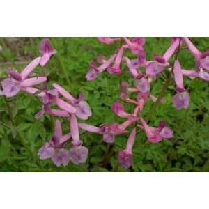 Corydalis edulis - Keltike