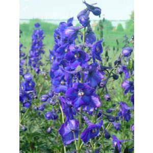 Delphinium Atlantis - Évelő szarkaláb