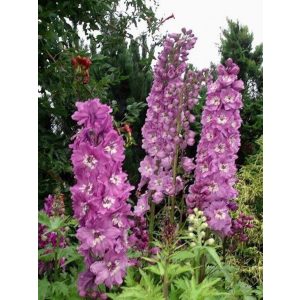 Delphinium Astolat - Évelő szarkaláb