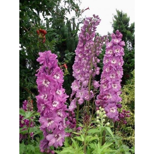 Delphinium Astolat - Évelő szarkaláb