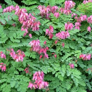 Dicentra formosa Luxuriant - Szép szívvirág