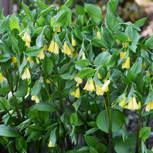 Disporum Flavens - Tündérharang