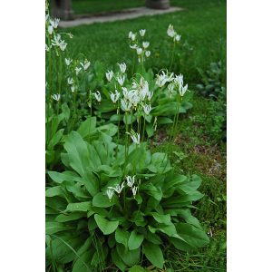 Dodecatheon meadia Alba - Bálványvirág