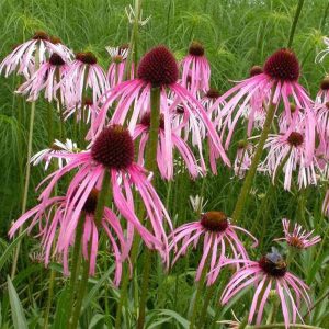 Echinacea pallida - Kasvirág