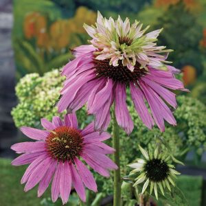 Echinacea purpurea Double Decker - Kasvirág