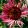 Echinacea purpurea Fatal Attraction - Kasvirág