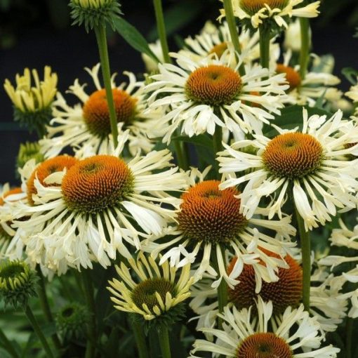 Echinacea purpurea Ferris Wheel - Kasvirág