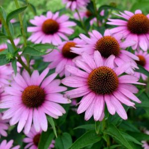 Echinacea purpurea Fountain Light Purple - Kasvirág