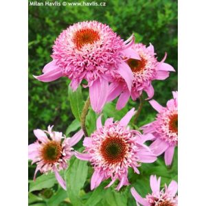 Echinacea purpurea Pink Double Delight - Kasvirág