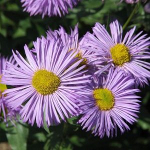 Erigeron Azure Beauty - Küllőrojt