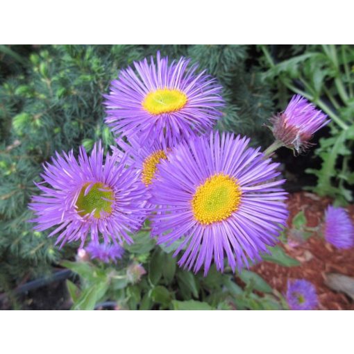 Erigeron Dunkelste Aller - Küllőrojt