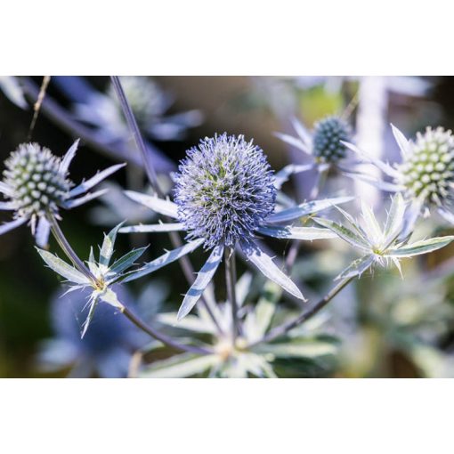 Eryngium Blue Hobbit - Iringó