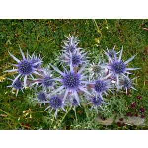 Eryngium bourgatii - Iringó