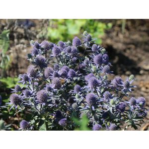 Eryngium planum Blauer Zwerg - Iringó