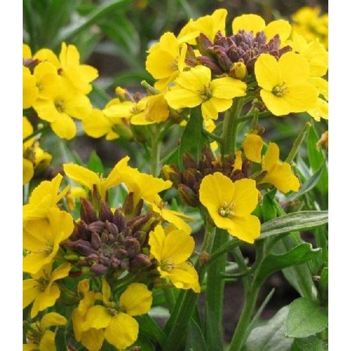 Erysimum cheiri Goldstaub - Repcsény