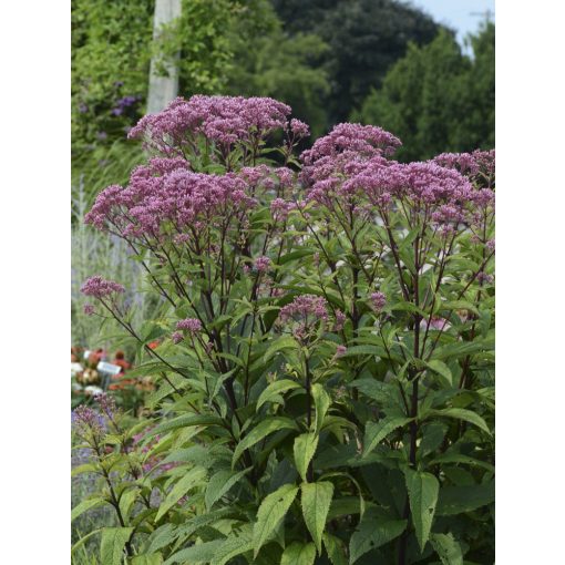 Eupatorium maculatum Baby Joe - Sédkender