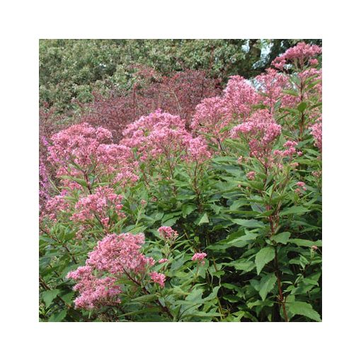 Eupatorium maculatum Purple Bush - Sédkender