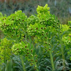 Euphorbia characias Humpty Dumpty - Velencei kutyatej