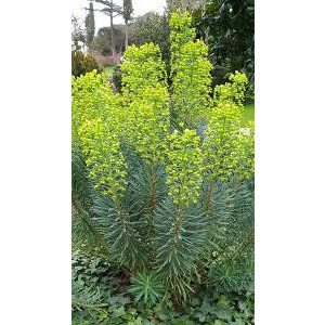 Euphorbia characias wulfenii - Velencei kutyatej