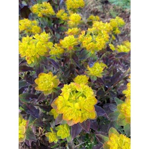 Euphorbia polychroma Purpurea - Színeváltó kutyatej