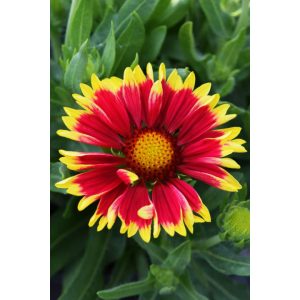 Gaillardia Sunset Cutie - Kokárdavirág