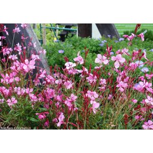 Gaura lindheimeri Gaudi Pink - Díszgyertya