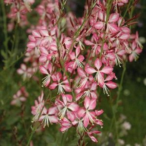 Gaura lindheimeri Rosy Jane - Díszgyertya