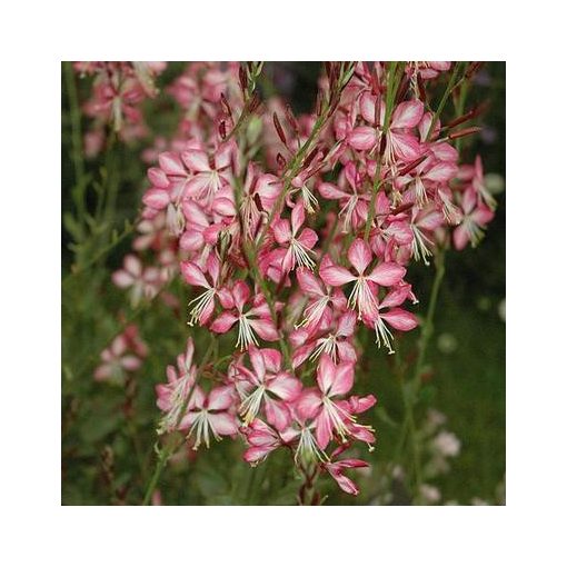 Gaura lindheimeri Rosy Jane - Díszgyertya