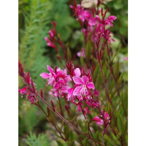 Gaura lindheimeri Siskiyou Pink - Díszgyertya