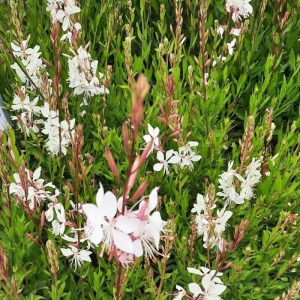 Gaura lindheimeri White Dove - Díszgyertya