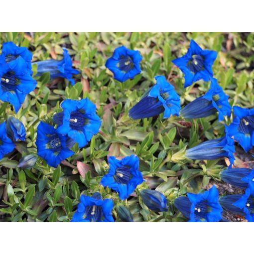 Gentiana acaulis - Tárnics