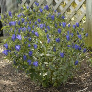 Gentiana True Blue - Tárnics