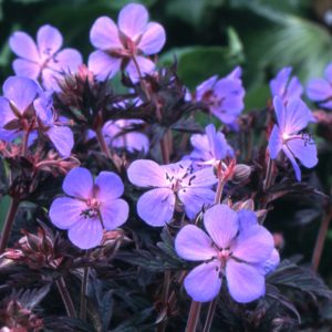 Geranium Black Beauty - Gólyaorr