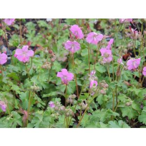 Geranium cantabrigiense Berggarten - Gólyaorr