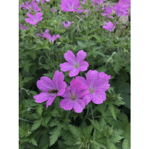 Geranium endressii - Gólyaorr