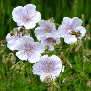 Geranium himalayense Derrick Cook - Gólyaorr