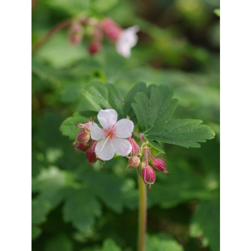 Geranium macrorrhizum Spessart - Gólyaorr