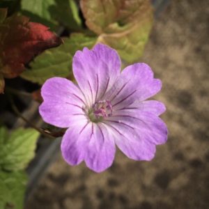 Geranium nodosum Simon - Gólyaorr