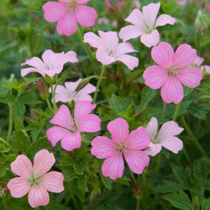 Geranium oxonianum Rose Clair - Gólyaorr