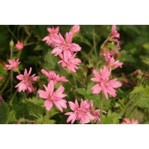 Geranium oxonianum Southcombe Double - Gólyaorr