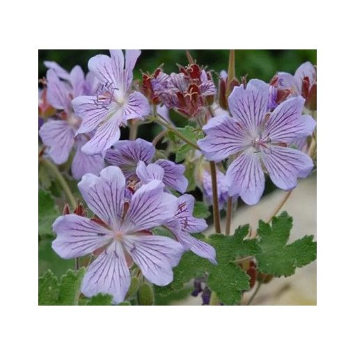 Geranium renardii Tcschelda - Gólyaorr