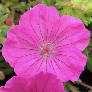 Geranium sanguineum Ankums Pride - Gólyaorr