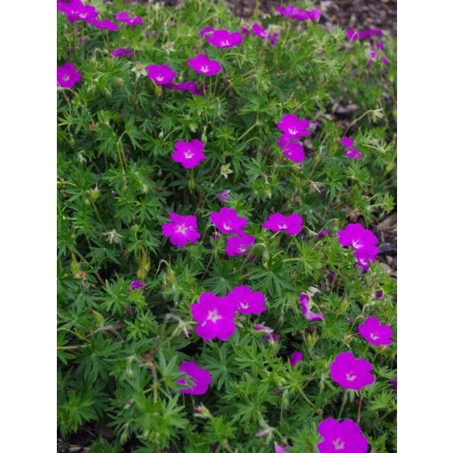 Geranium sanguineum Cedric Morris - Gólyaorr