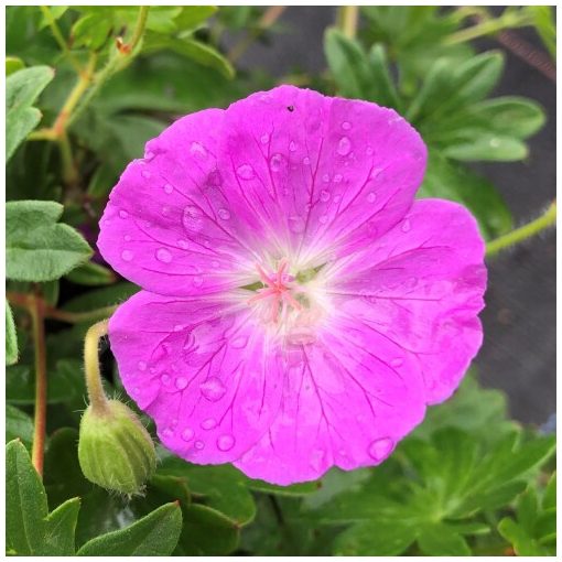 Geranium sanguineum Inverness - Gólyaorr